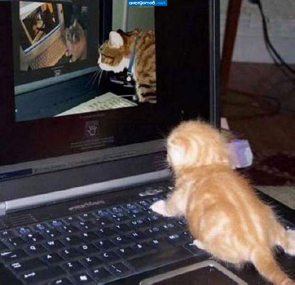 Котоматрица