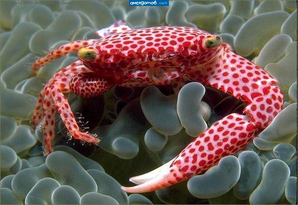 Мухомор морской обыкновенный