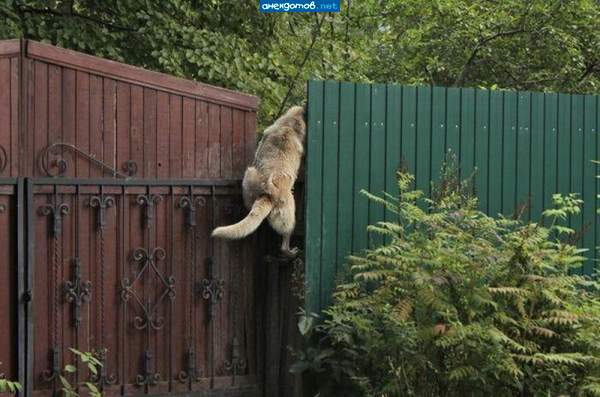 А где тут курочка...а где тут сладкая?