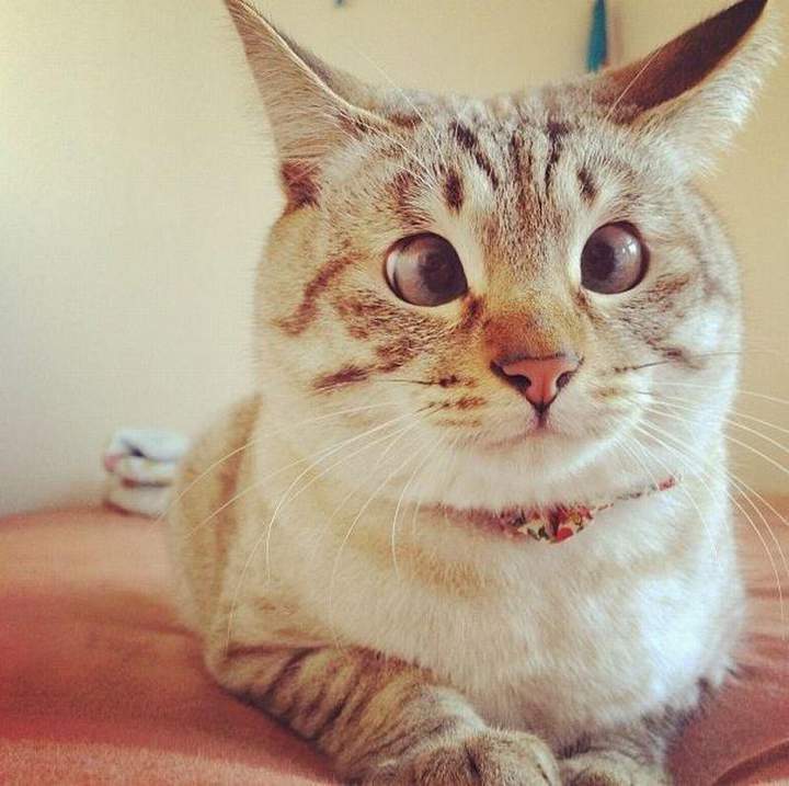 Котоглазие.