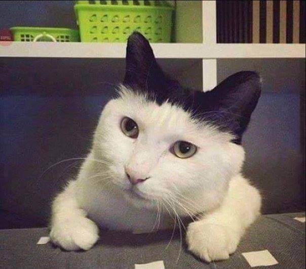Неуч мИлированый