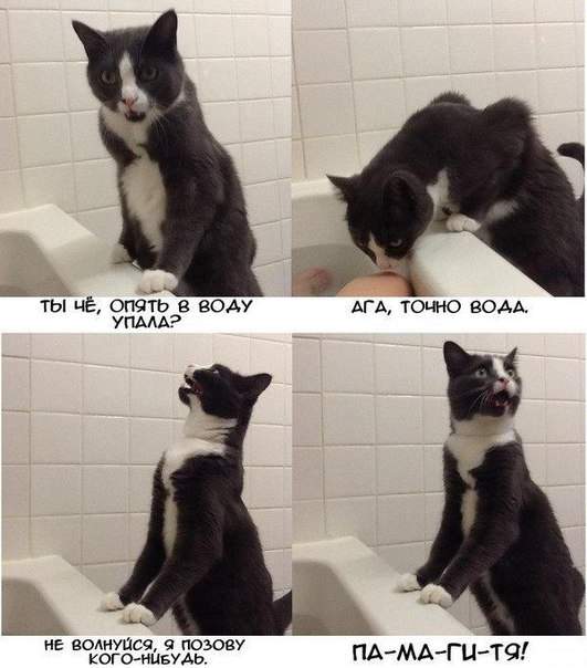 Будни кота - спасателя