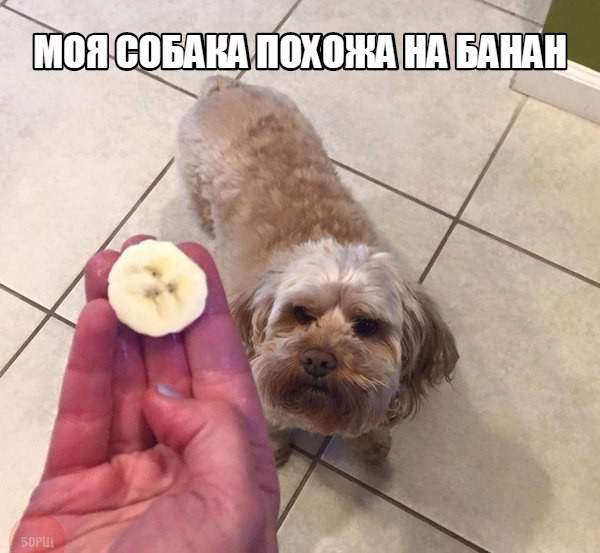 Ох и балбес ты у меня хозяин!