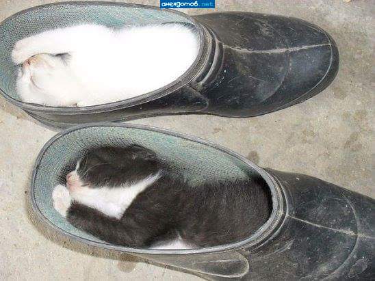 Кошечки в калошечке...