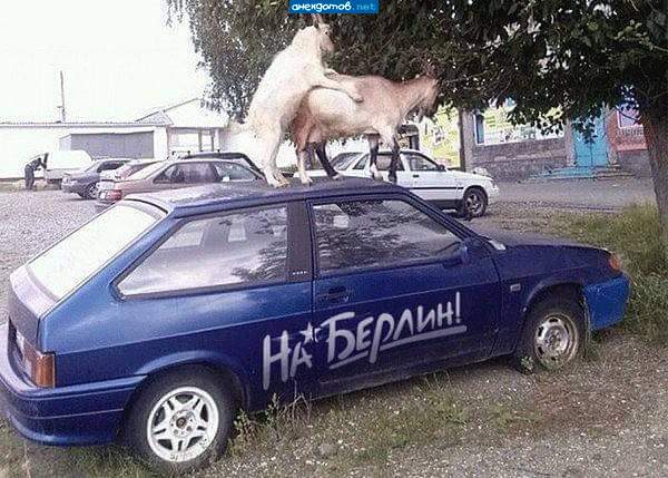 Мечта козлов