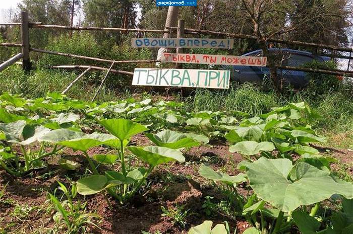 С бубном по огороду прыгать не пробовал?