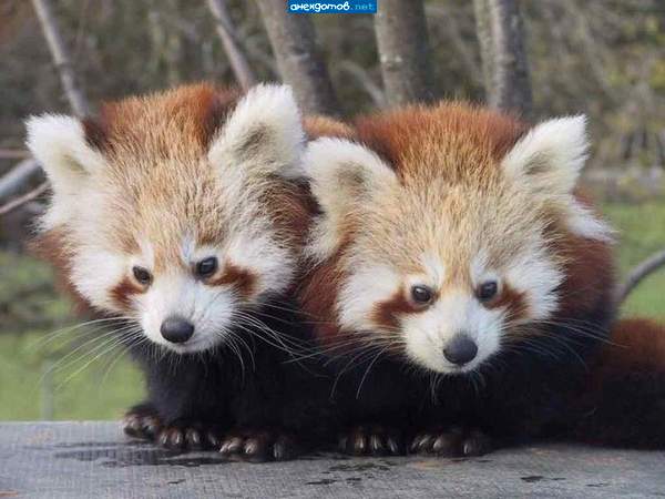 firefox раздвоился