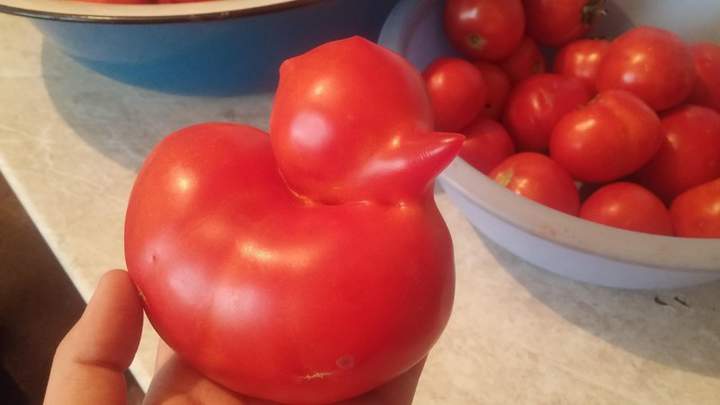 вот он - генномодифицированный продукт! гены утки вылазят!