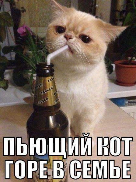 Тупой админ - горе на сайте.