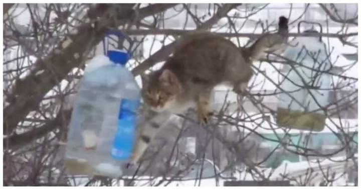 Белочек на всех не хватает..