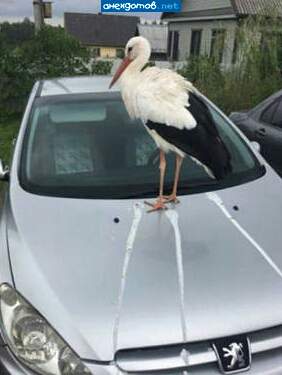 Чо просили то и принес
