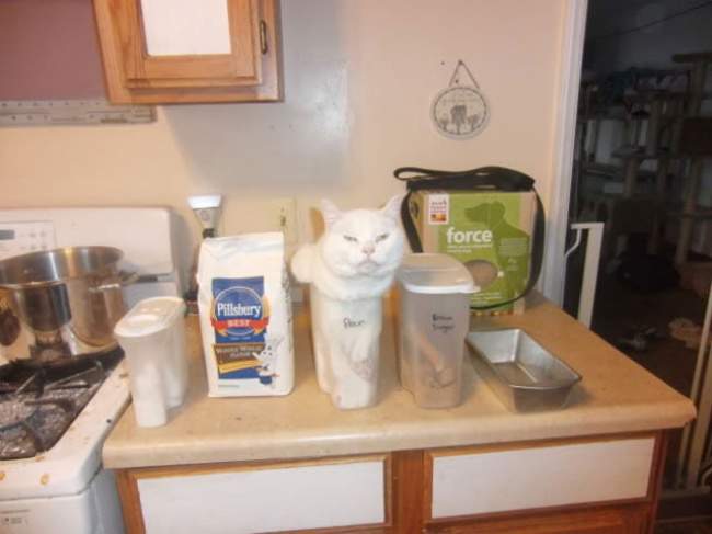 На ужин будут КОТлеты