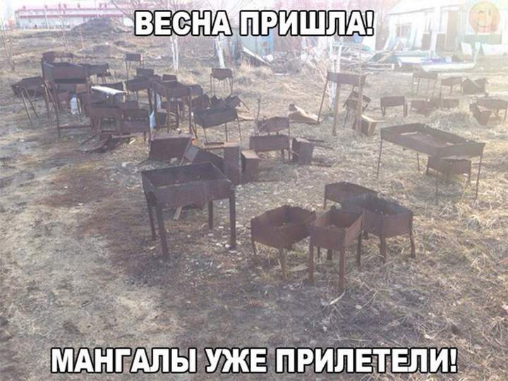 Судя по виду-прилетели умирать...