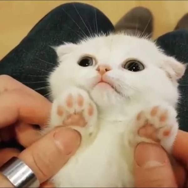 Среди котов бытует убеждение что все белые коты - дуры.