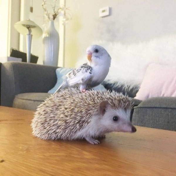 Èãëîóêàëûâàíèå.