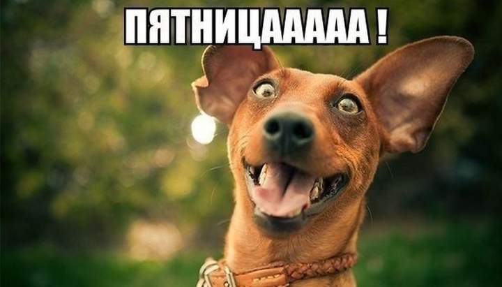 Не только зайцы траву косят.....и собаки тоже....