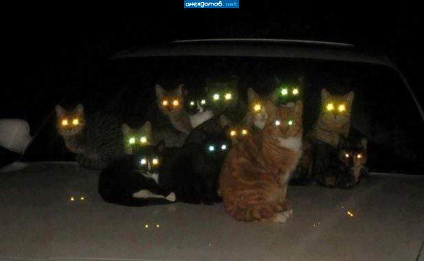 Ночное совещание котов...