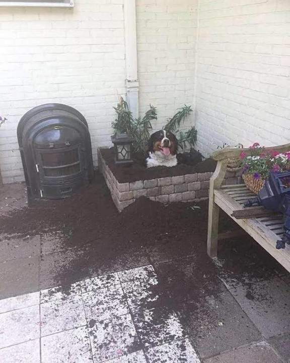 Хозяин, кроты ушли.