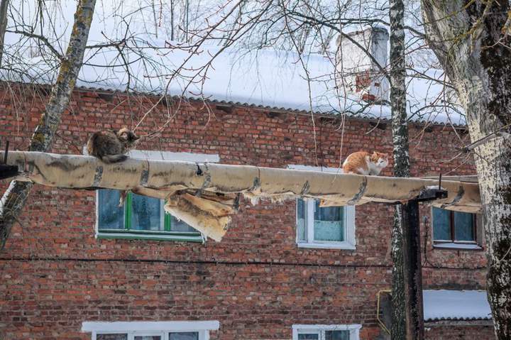 Ижевские коты ждут Лутина. Обещал приехать.