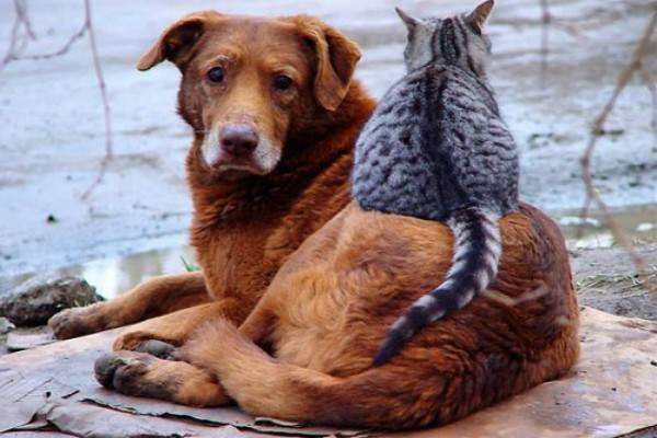 - я уважаю Пирата! - а я уважаю кота!