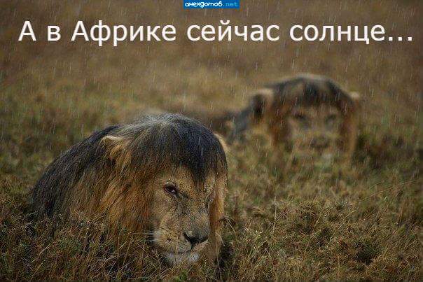 Как-то даже жалко царя!