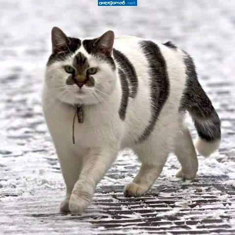 На морде - эмблема Мицубиси ))