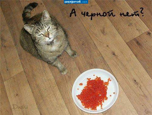 Опять ты мне эту икру поставила! Не могу я ее каждый день, проклятую, есть...
