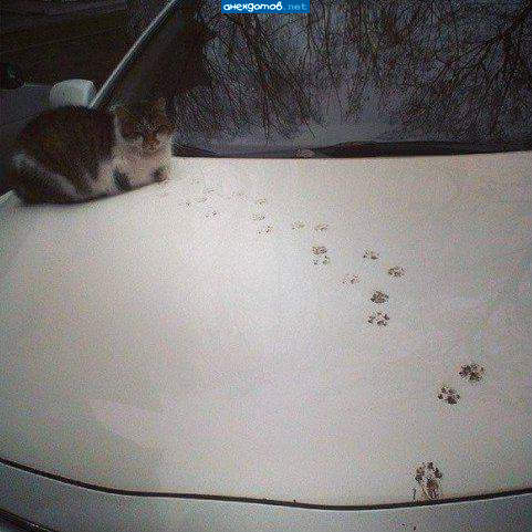 Дорогой,,я буду на машине.