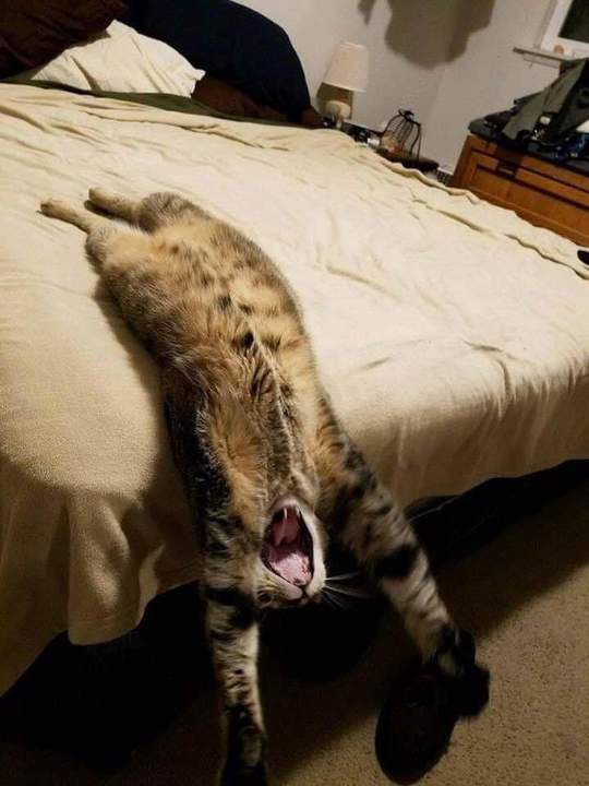 В следующей жизни хочу быть котом.