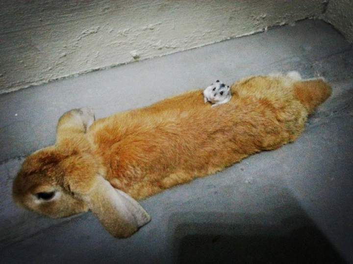 блохи завелись