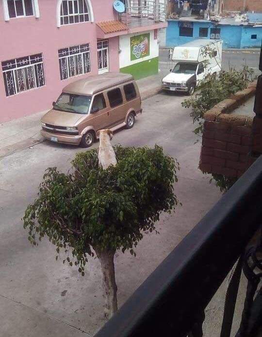 Так я гуляю : с балкона на дерево и обратно...