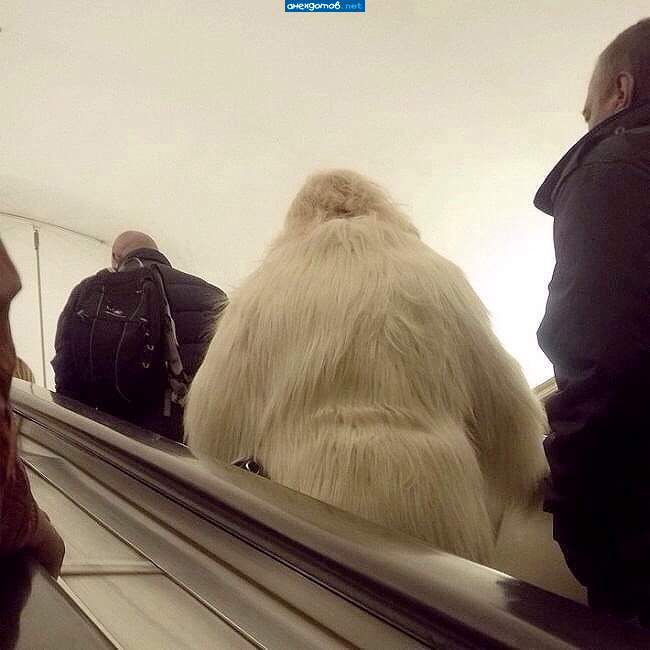 А говорили, что Йети людям не показываются