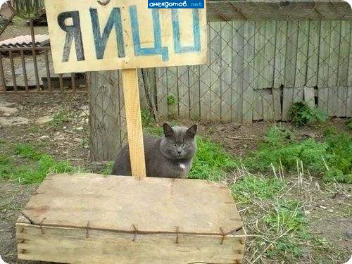 За мной будете...