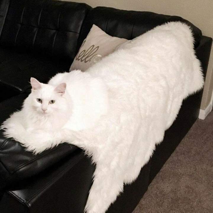 настоящий сфинкс