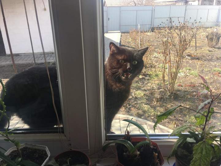 Ну впустите вы меня, наконец, домой! Не буду я больше воровать ваши сосиски.