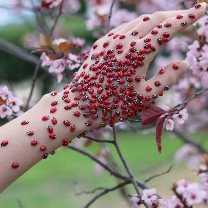 божья краснуха