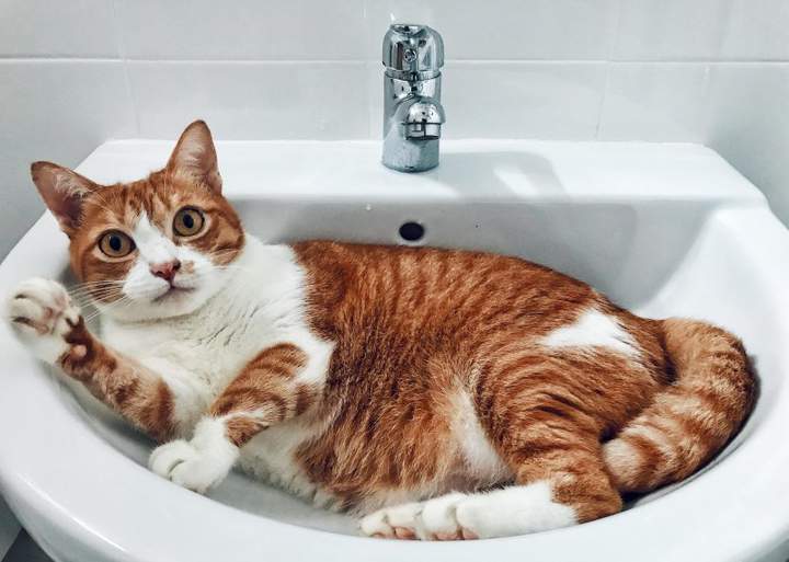 Чего надо?Не видишь что ли,это лежбище котика,а не умывальник!