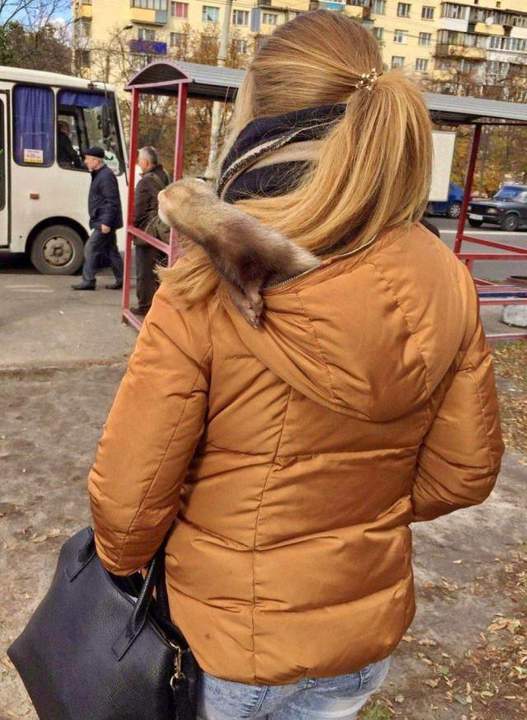 Дама с горностаем