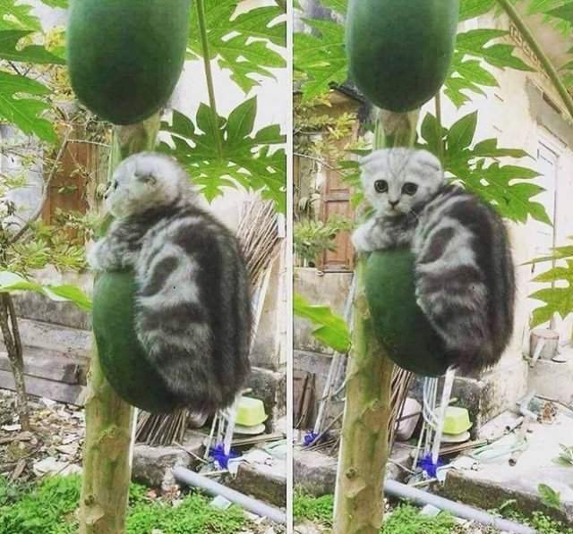 Снимай скорей, снимай! Да не снимай, а снимай! Скорей!