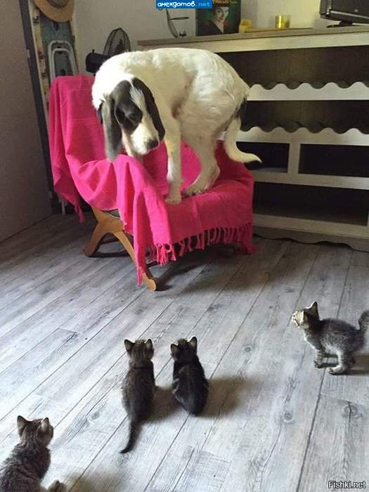 А кавказцы то похожи...на кавказцев...
