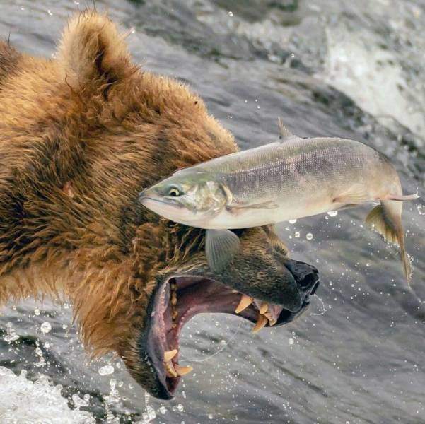 По морде!По наглой рыжей морде!