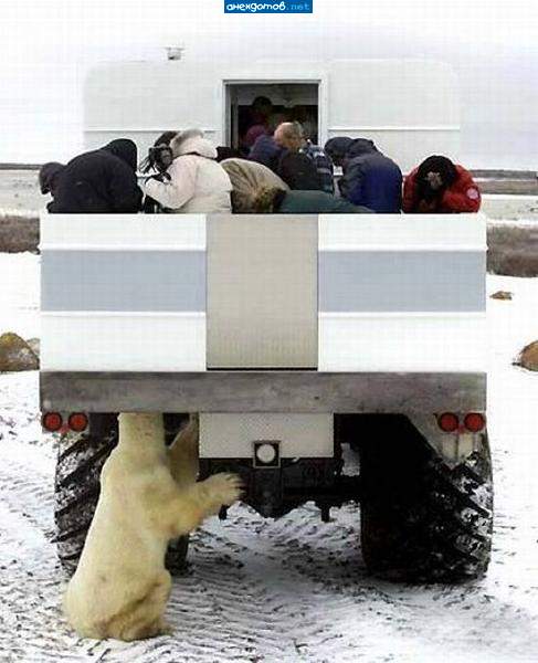 А я мишка - всем *лядям крышка! :-)