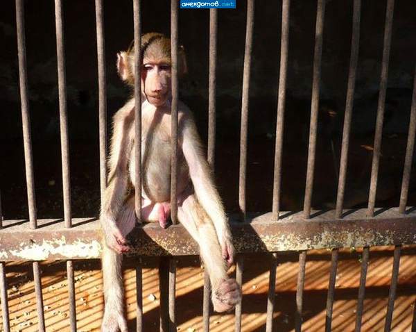 Вислописый Писловис