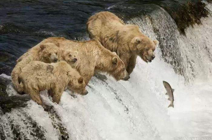 таможня
