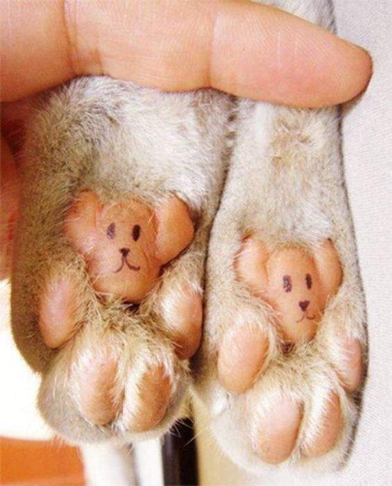 кошки -мишки