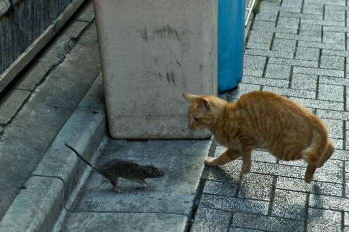 - Ты кто? - Я - песец! - А чё рыжий? - Потому, что твой!