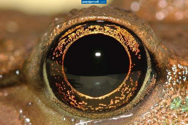Оптика Carl Zeiss
