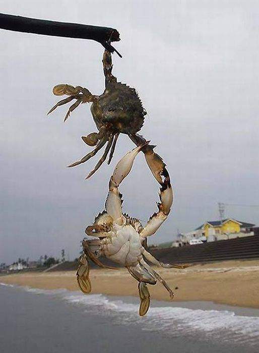 Держи краба!