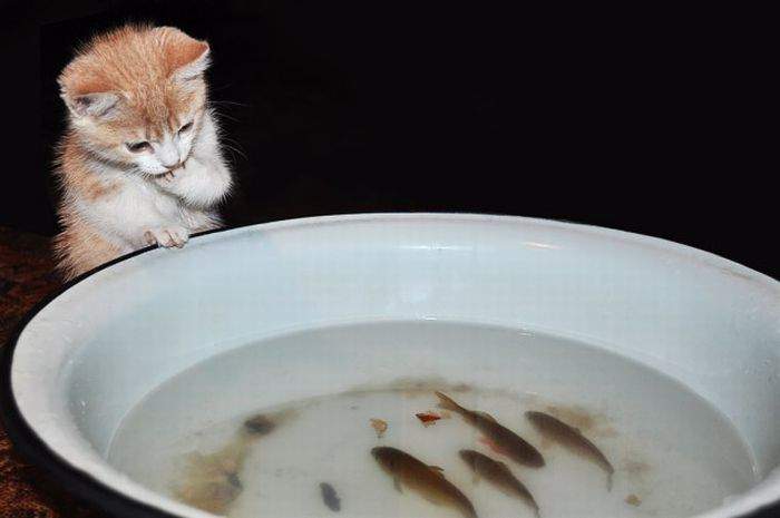 Хм... А где же взять удочку?