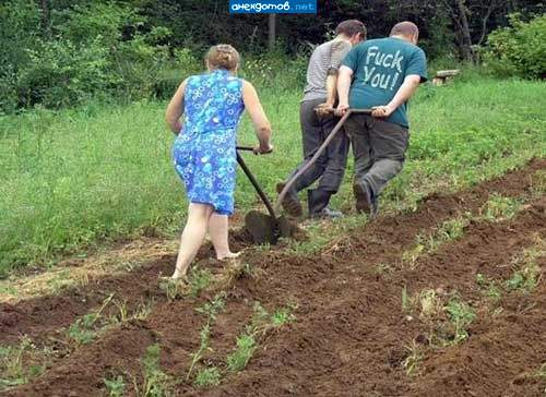 Фак - не Фак, а плуг потянешь!